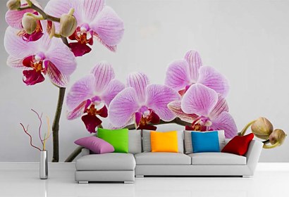 Fototapeta Orchid  bloom 24831